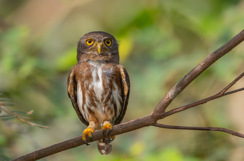 Amazonian Pygmy-Owl