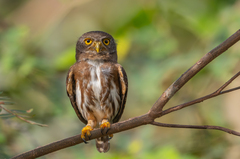 Amazonian Pygmy Owl photo 1