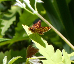 Carterocephalus mandan