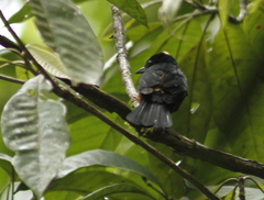 Tachyphonus surinamus