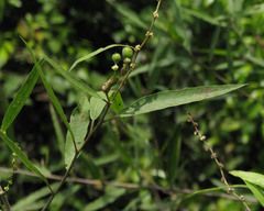 Alchornea castaneifolia
