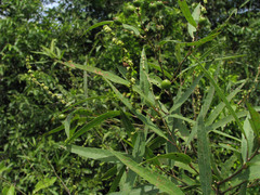 Alchornea castaneifolia