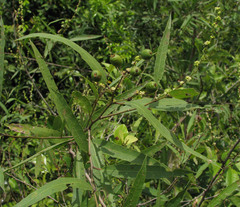 Alchornea castaneifolia