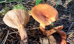 Lactarius subflammeus