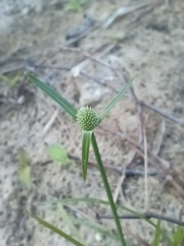 Caribbean Island flatsedge (Cyperus obtusatus)
