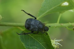 Hoplia trifasciata