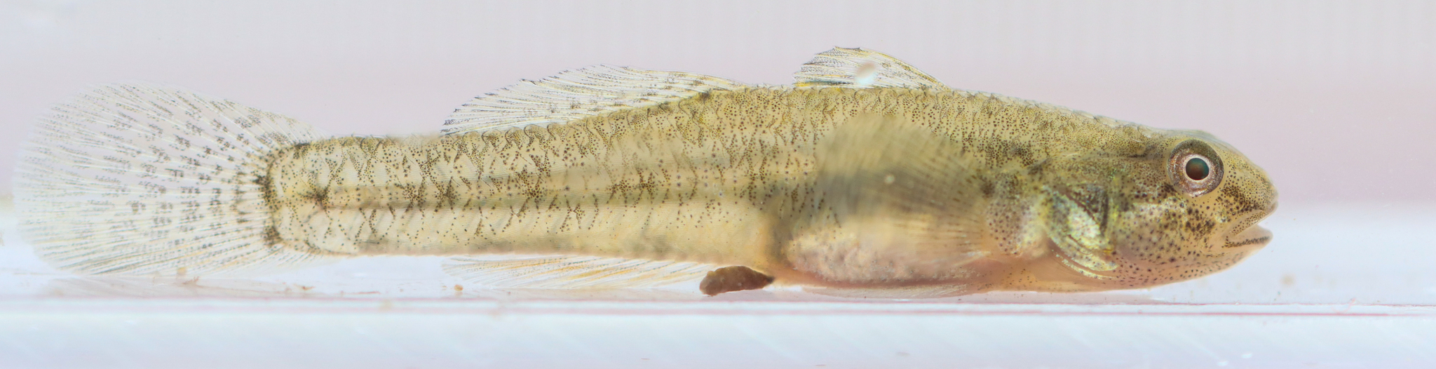 Lagoon Goby photo 3