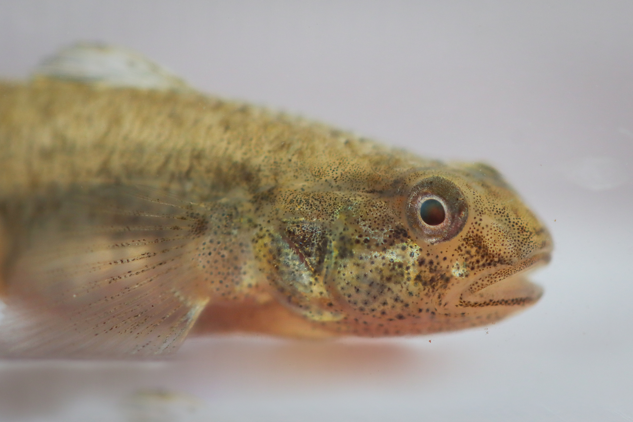 Lagoon Goby photo 2