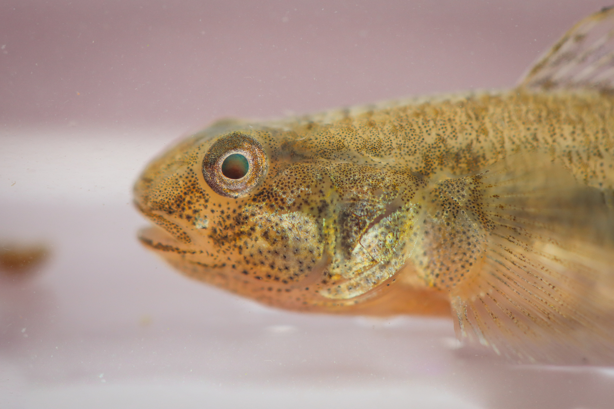 Lagoon Goby