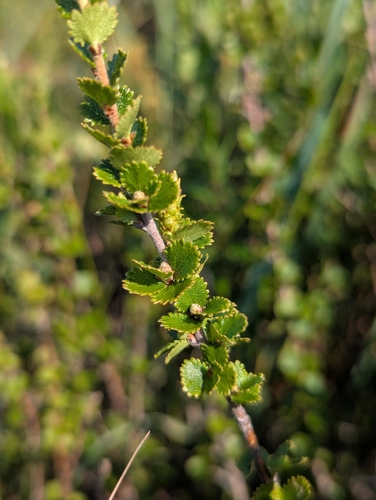 Betula michauxii, photograph 2