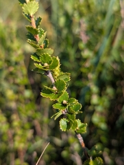 author not stated, no rights reserved Betula michauxii, photograph author not stated, no rights reserved