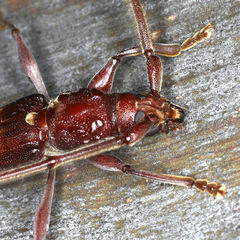 Epithora dorsalis