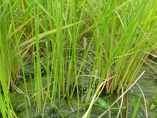 Eleocharis kuroguwai iNat (3)
