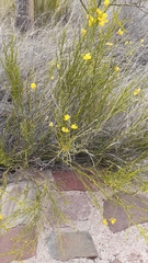 Senna aphylla