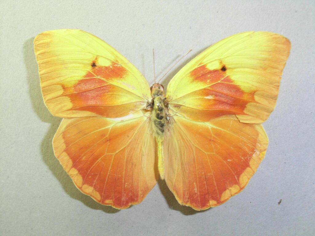 Orange-washed Sulphur