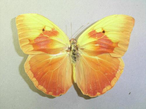 Orange-washed Sulphur