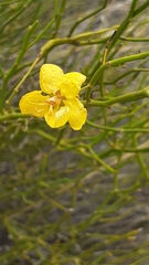 Senna aphylla