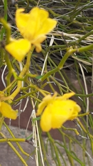 Senna aphylla