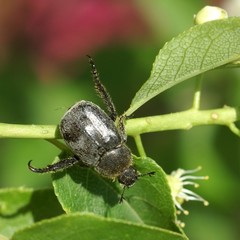 Hoplia trifasciata