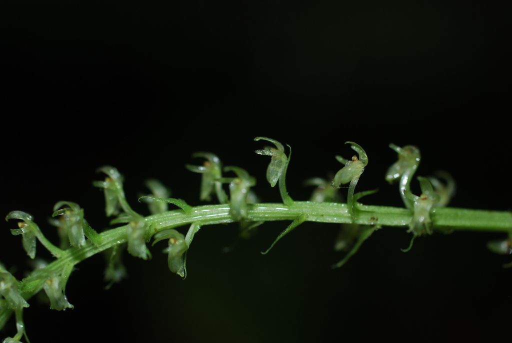 Crossoglossa blephariglottis