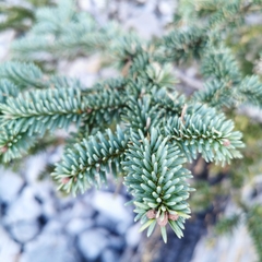 Abies vejarii