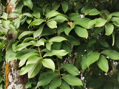 Myrtaceae