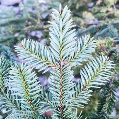 Abies vejarii