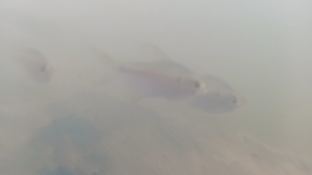 Bigscale tetra (Moenkhausia grandisquamis) — Characidae