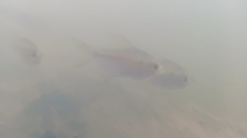 Bigscale tetra (Moenkhausia grandisquamis) — Characidae