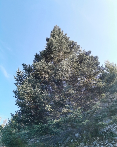 Image of Abies vejarii by (c) Alejandro Arguelles, some rights reserved (CC BY-SA)