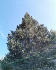 Abies vejarii