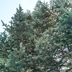 Abies vejarii