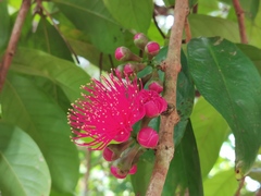 Myrtaceae