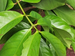 Myrtaceae