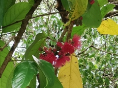 Myrtaceae
