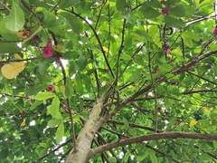 Myrtaceae