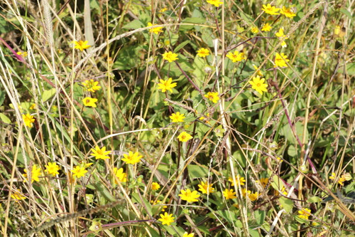 Acahual amarillo (Melampodium divaricatum)