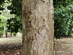 Myrtaceae
