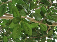Pimenta racemosa