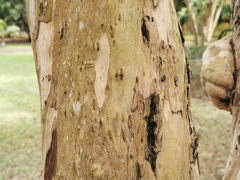 Pimenta racemosa