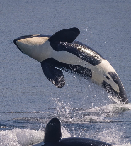 Resident Killer Whale photographed in Washington