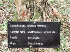 Pimenta racemosa
