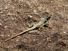 Oplurus grandidieri