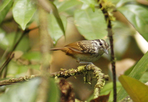 Hypocnemis cantator