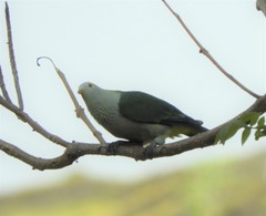 Ptilinopus purpuratus