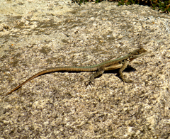 Oplurus grandidieri