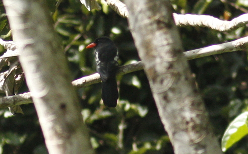 Monasa atra