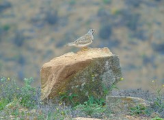 Thinocorus rumicivorus