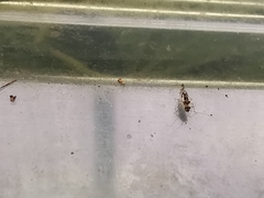 Graphopsocus cruciatus