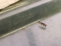 Graphopsocus cruciatus